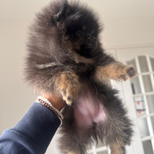 Magnifiques femelles spitz nain type pomeraniens #7