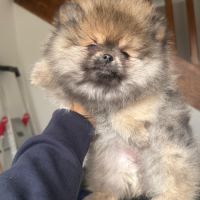 Magnifiques femelles spitz nain type pomeraniens #1
