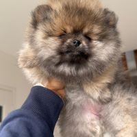 Magnifiques femelles spitz nain type pomeraniens #2