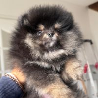 Magnifiques femelles spitz nain type pomeraniens