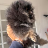 Magnifiques femelles spitz nain type pomeraniens #4