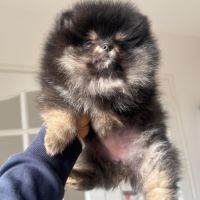 Magnifiques femelles spitz nain type pomeraniens #5