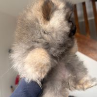 Magnifiques femelles spitz nain type pomeraniens #6