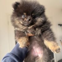 Magnifiques femelles spitz nain type pomeraniens #8