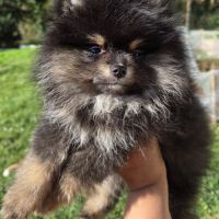 Magnifiques femelles spitz nain type pomeraniens