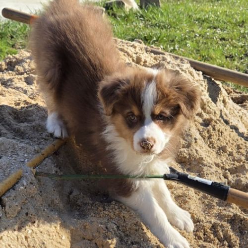 Magnifique chiot berger australien #2