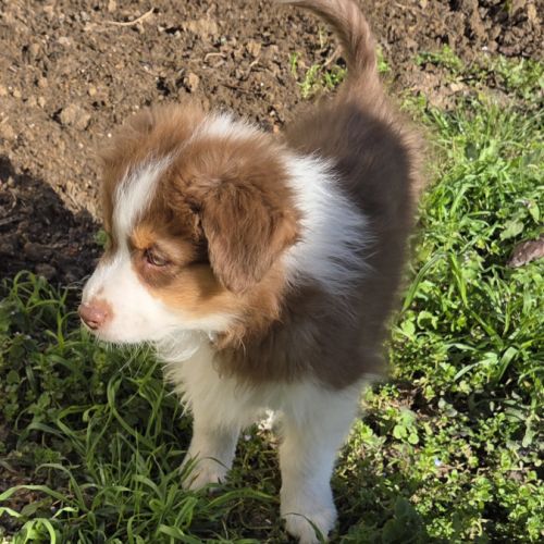 Magnifique chiot berger australien #3