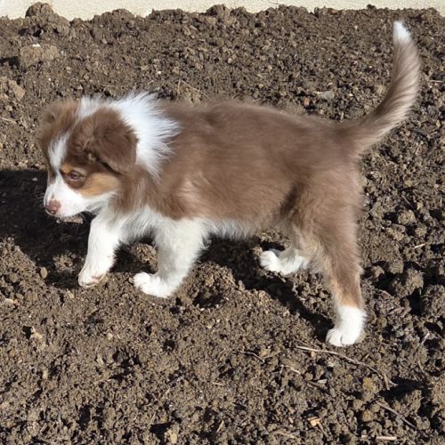 Magnifique chiot berger australien #4