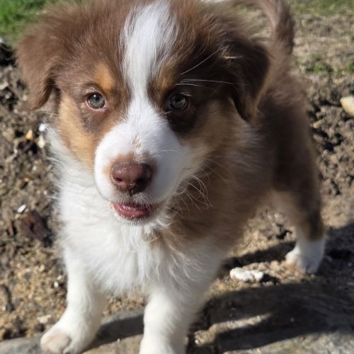 Magnifique chiot berger australien #5