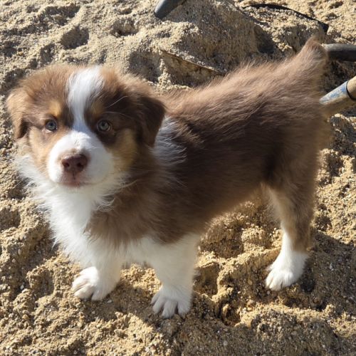 Magnifique chiot berger australien #6