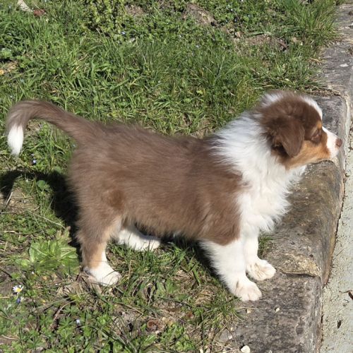 Magnifique chiot berger australien #7