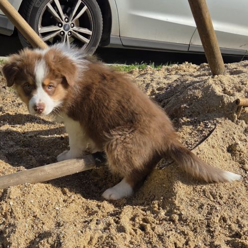 Magnifique chiot berger australien #8