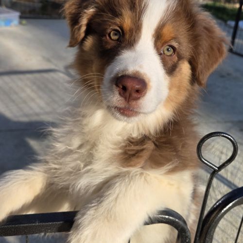 Magnifique chiot berger australien #0