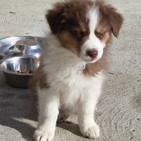 Magnifique chiot berger australien #1