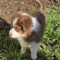 Magnifique chiot berger australien #3