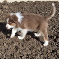 Magnifique chiot berger australien #4