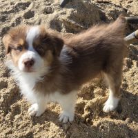 Magnifique chiot berger australien #6