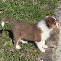 Magnifique chiot berger australien #7