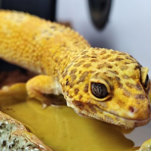 Gecko léopard et terrarium