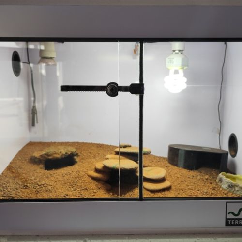 Gecko léopard et terrarium #3