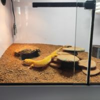 Gecko léopard et terrarium #2