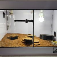 Gecko léopard et terrarium #3