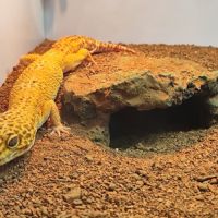 Gecko léopard et terrarium #4