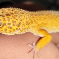 Gecko léopard et terrarium #5