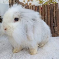 Lapin de 6.5 ans, vacciné, castré
