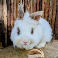 Lapin angora, 5 ans, castré, vacciné