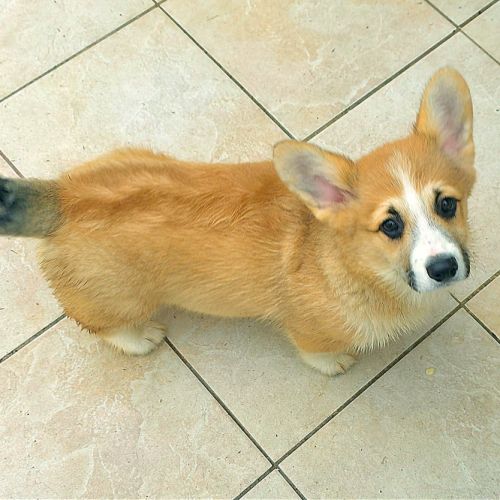 Chiots  welsh corgi pembroke #2