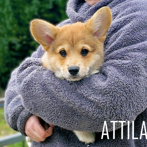 Chiots  welsh corgi pembroke #3