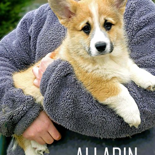 Chiots  welsh corgi pembroke #4