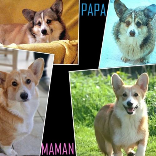 Chiots  welsh corgi pembroke #5