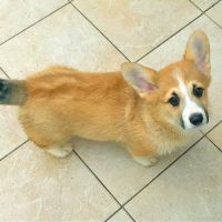 Chiots  welsh corgi pembroke #2