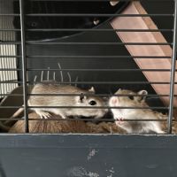 Gerbilles 3mal 1 femelle