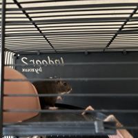 Gerbilles 3mal 1 femelle #2