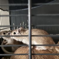 Gerbilles 3mal 1 femelle #3