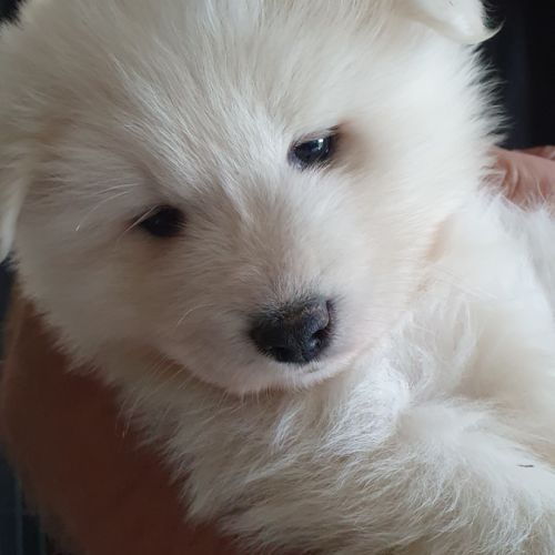 Chiots samoyèdes lof #1