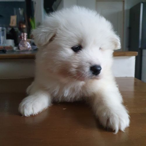 Chiots samoyèdes lof #4