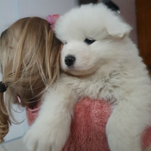 Chiots samoyèdes lof #7