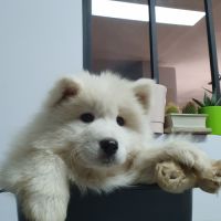 Chiots samoyèdes lof #2