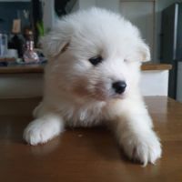 Chiots samoyèdes lof #4