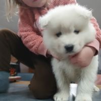 Chiots samoyèdes lof #5