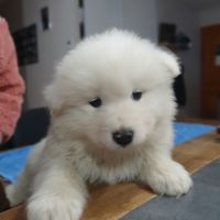 Chiots samoyèdes lof