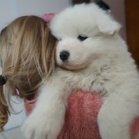 Chiots samoyèdes lof #7