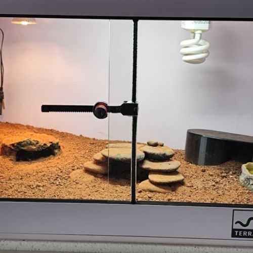 Gecko léopard femelle et terrarium #1