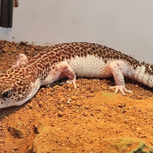 Gecko léopard femelle et terrarium