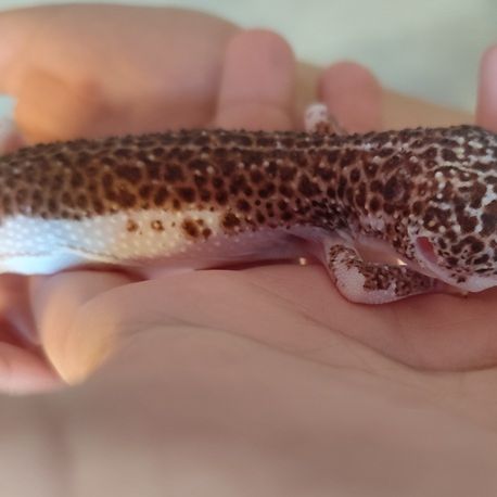 Gecko léopard femelle et terrarium #4
