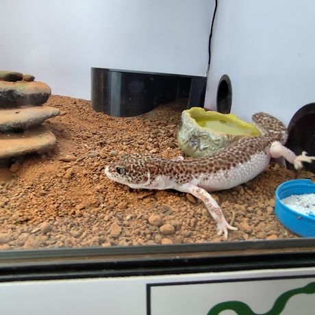 Gecko léopard femelle et terrarium #5